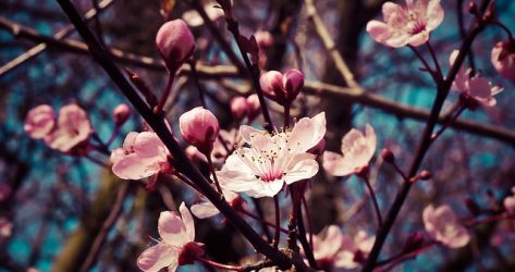 Explore The Sprawling Gardens At National Arboretum Monroe